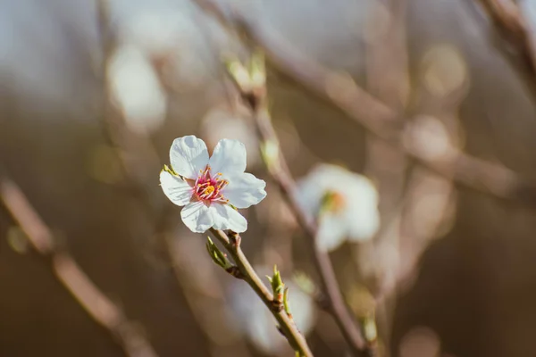 Kwitnące Orzechy Migdałowe Białym Kwiatem Naturalne Tło Przestrzenią Kopiowania — Zdjęcie stockowe