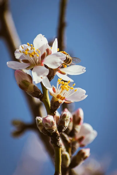 Blooming Almond Tree Braches Covered Flowers Copy Space — Photo