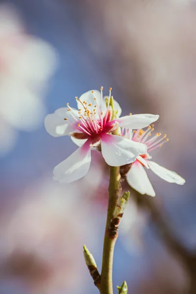 Kwitnące Gałązki Drzew Migdałowych Pokryte Kwiatami Przestrzenią Kopiowania — Zdjęcie stockowe