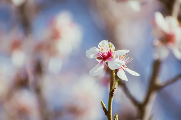 Kwitnące Gałązki Drzew Migdałowych Pokryte Kwiatami Przestrzenią Kopiowania — Zdjęcie stockowe
