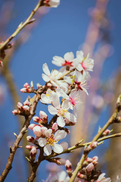 Blooming Almond Tree Braches Covered Flowers Copy Space —  Fotos de Stock