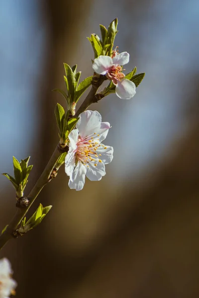 Blooming Almond Tree Braches Covered Flowers Copy Space — Photo