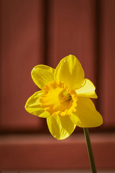 Flor Narciso Amarillo Brillante Jardín Primavera —  Fotos de Stock