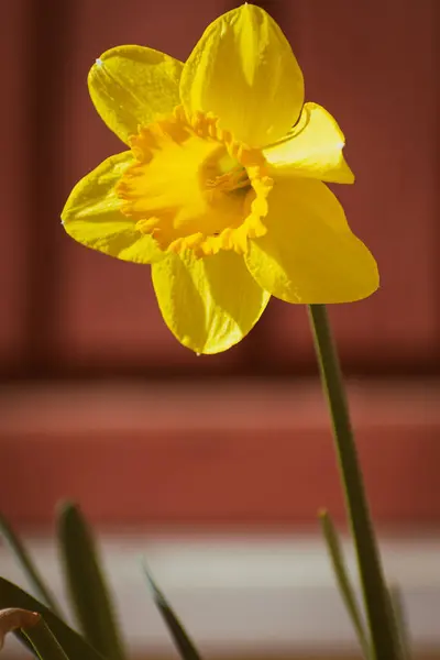 Flor Narciso Amarillo Brillante Jardín Primavera —  Fotos de Stock