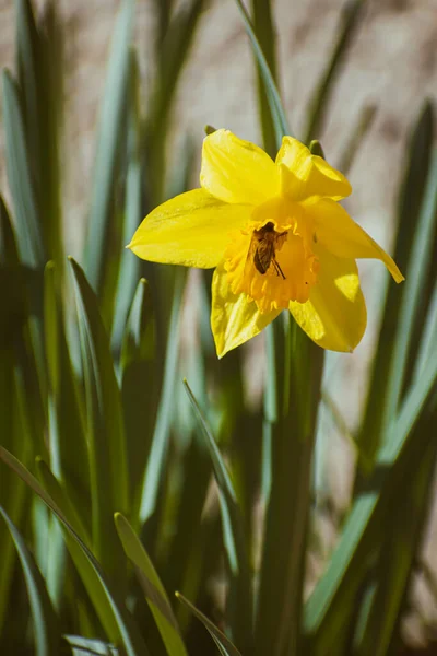 Jasně Žlutý Narcis Květina Zahradě Jaře — Stock fotografie