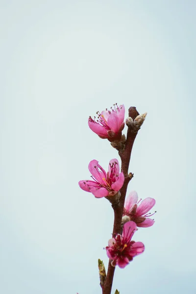 Melocotón Brach Cubierto Flores Color Rosa Con Espacio Copia —  Fotos de Stock
