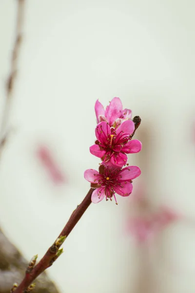 Pfirsichbaum Mit Rosa Blüten Übersät Mit Kopierraum — Stockfoto