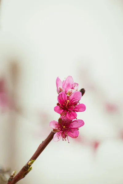 Peach Tree Brach Covered Pink Blossoms Copy Space — Stock Photo, Image