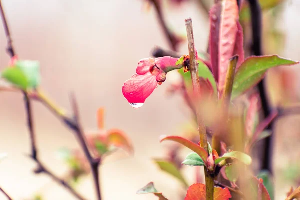 Goutte Pluie Sur Chaenomeles Japonica Fleur Coing Japonais — Photo