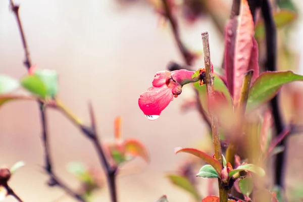 Krople Deszczu Chaenomeles Japonica Lub Japoński Kwiat Pigwy — Zdjęcie stockowe