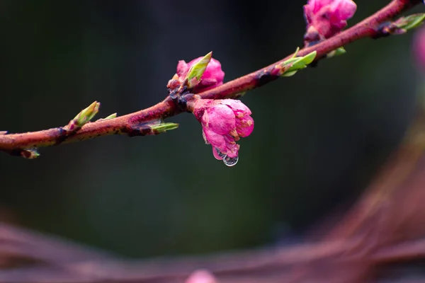 Персиковый Брелок Полный Розовых Цветов Покрытых Капли Дождя Копировальным Пространством — стоковое фото