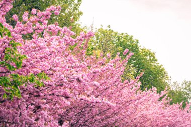 Narin pembe çiçeklerle dolu kiraz ağacı dalları