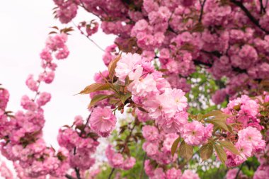 Narin pembe çiçeklerle dolu kiraz ağacı dalları, fotokopi alanı olan arka plan