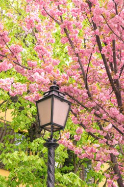 BUDAPEST, HUNGARY - 16 Nisan 2022: Toth Arpad gezinti alanında çiçek açan kiraz ağaçlarıyla dolu bahar şehri, Buda Kalesi Bölgesi