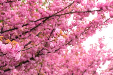 Narin pembe çiçeklerle dolu kiraz ağacı dalları, fotokopi alanı olan arka plan