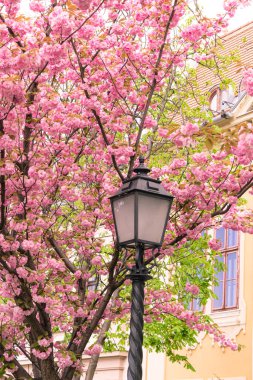 Çiçeklerle dolu kiraz ağacı dalları eski moda bir sokak lambasının etrafında