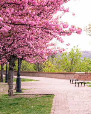 Toth Arpad gezinti alanında çiçek açan kiraz ağaçlarıyla dolu bahar şehri, Buda Kalesi bölgesi.