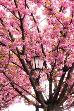 Çiçeklerle dolu kiraz ağacı dalları eski moda bir sokak lambasının etrafında