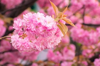 Narin pembe çiçeklerle dolu kiraz ağacı dalları, fotokopi alanı olan arka plan