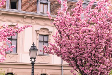 BUDAPEST, HUNGARY - 16 Nisan 2022: Toth Arpad gezinti alanında çiçek açan kiraz ağaçlarıyla dolu bahar şehri, Buda Kalesi Bölgesi