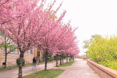 BUDAPEST, HUNGARY - 16 Nisan 2022: Toth Arpad gezinti alanında çiçek açan kiraz ağaçlarıyla dolu bahar şehri, Buda Kalesi Bölgesi