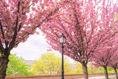 Çiçeklerle dolu kiraz ağacı dalları eski moda bir sokak lambasının etrafında