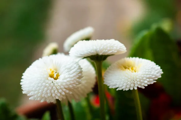 Bunch Blooming White Bellis Perennis English Daisies Copy Space — Fotografia de Stock