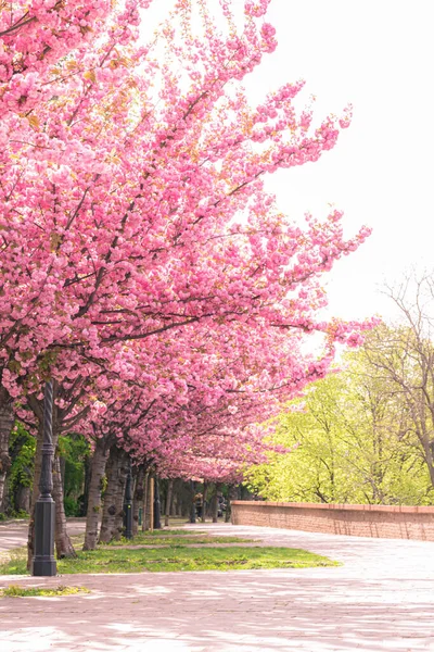 Budapest Hungary April 2022 Spring Cityscape Квітучими Вишневими Деревами Променаді — стокове фото