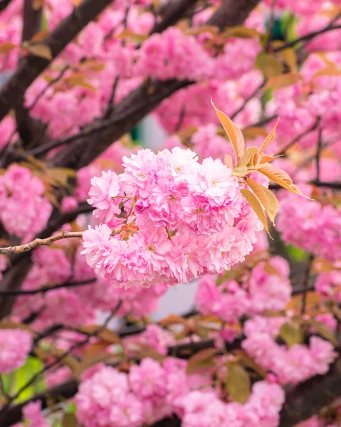 Blommande Körsbär Träd Grenar Fulla Delikata Rosa Blommor Bakgrund Med — Stockfoto