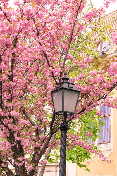 stock image Blooming cherry tree branches full of delicate pink flowers around a an old-fashioned street lamp