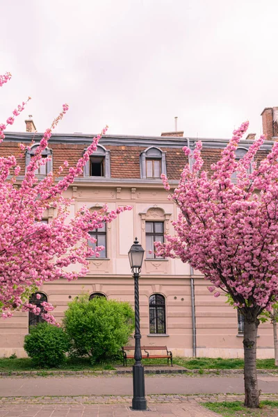 Budapest Hungria Abril 2022 Paisagem Primavera Com Cerejeiras Florescendo Passeio — Fotografia de Stock