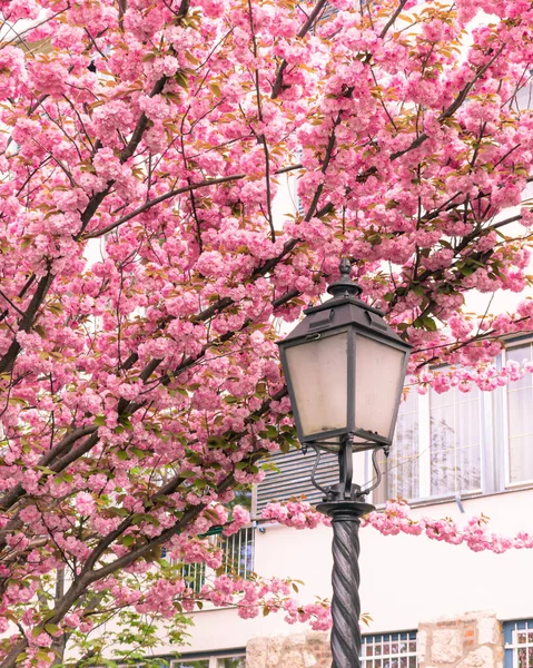 stock image BUDAPEST, HUNGARY - 16 APRIL, 2022: Spring cityscape with blooming cherry trees on Toth Arpad promenade, Buda Castle district