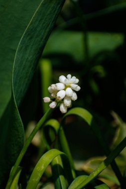 Beyaz üzümlü sümbül çiçeği, kopyalama alanı olan botanik arka planı