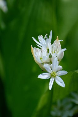 Bahar zamanı çiçek açan alyum ursinum (ramson) veya ayı sarımsağı.