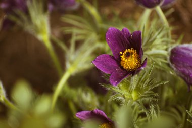 Canlı mor pasqueflower çiçekleri, kopyalama alanı olan doğa arkaplanı