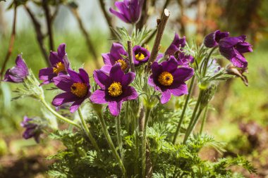 Canlı mor pasqueflower çiçekleri, kopyalama alanı olan doğa arkaplanı