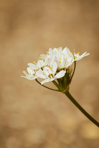 Hvitt Allium Trifoliatum Blomstring Våren Botanisk Bakgrunn Med Kopiplass – stockfoto