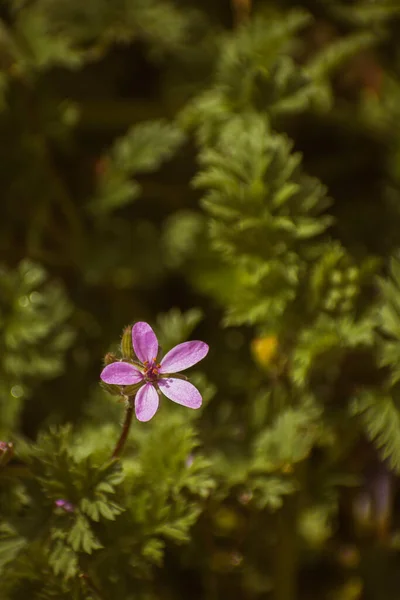 Bommon Cegonha Bico Flor Florescendo Primavera Fundo Botânico Com Espaço — Fotografia de Stock