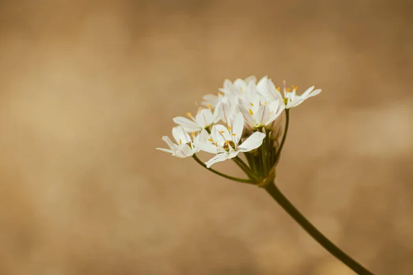 Branco Allium Trifoliatum Flor Florescendo Primavera Fundo Botânico Com Espaço — Fotografia de Stock