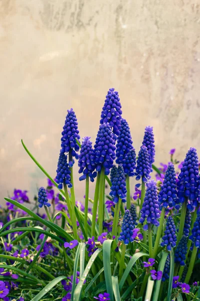 Levande Lila Gemensamma Druva Hyacint Blomma Botanik Bakgrund Med Kopia — Stockfoto