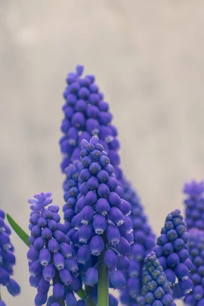 Vibrante Flor Jacinto Uva Común Púrpura Fondo Botánico Con Espacio —  Fotos de Stock