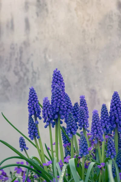 Levande Lila Gemensamma Druva Hyacint Blomma Botanik Bakgrund Med Kopia — Stockfoto