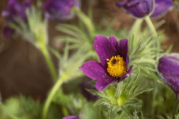 stock image Vibrant purple pasqueflower blooming, nature background with copy space