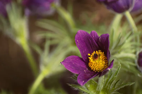 stock image Vibrant purple pasqueflower blooming, nature background with copy space