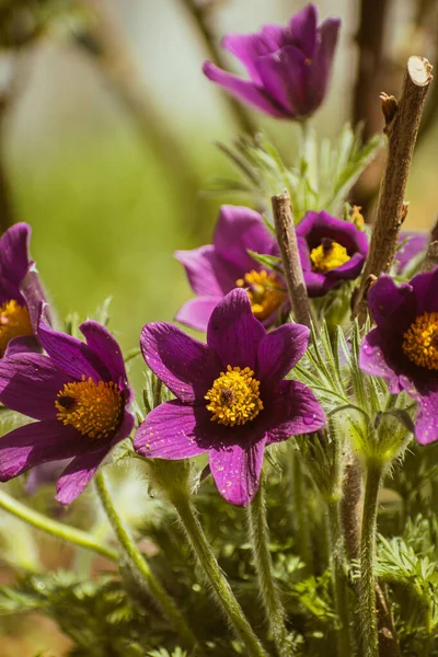 stock image Vibrant purple pasqueflower blooming, nature background with copy space