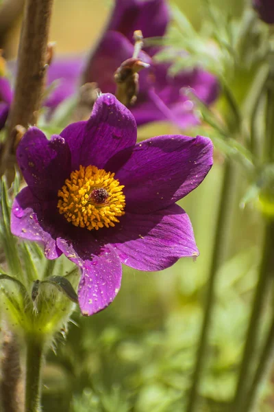 鮮やかな紫色の花を咲かせ コピースペース付きの自然背景 — ストック写真