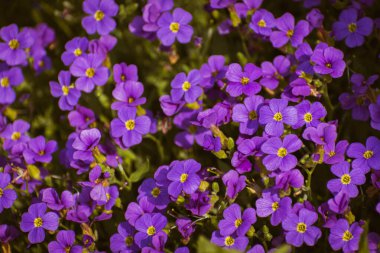 Canlı mor bahçe aubrieta çiçekleri, fotokopi alanı ile doğa arka planı