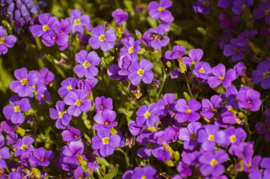 Canlı mor bahçe aubrieta çiçekleri, fotokopi alanı ile doğa arka planı
