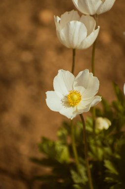 Kardamlası Anemone (Anemone Sylvestris), beyaz çiçek açan, kopyalama alanı olan doğa arkaplanı