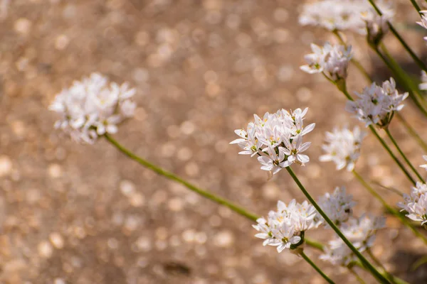 Λευκό Λουλούδι Τριφύλλι Allium Ανθίζει Την Άνοιξη Βοτανικό Υπόβαθρο Χώρο — Φωτογραφία Αρχείου